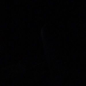 Meet your Posher, Duck